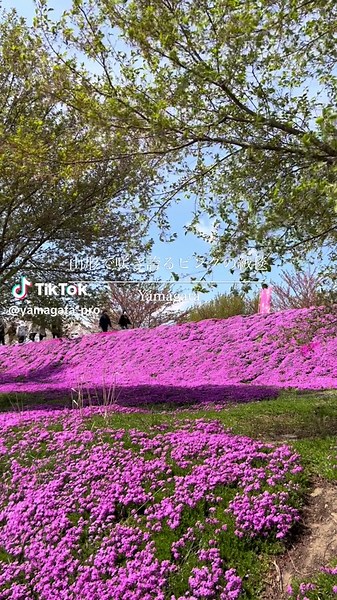 立谷川の芝桜：ピンクの絨毯と絶景