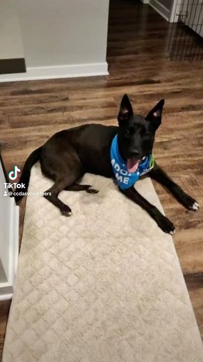 39 reactions · 21 shares | Training makes MOJO mo’ better! ♥️ Lucky...