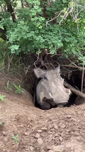 Video's van 🌹حياة البراري🌹 (@123saddd.xcvb) met الصوت الأصلي - 🌹حياة البراري🌹