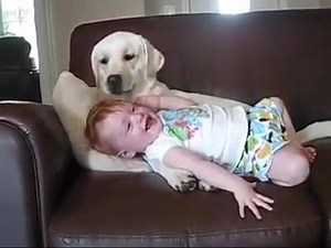 21K views · 197 reactions | Lab gives baby a bath | Funny Dog Videos | Facebook