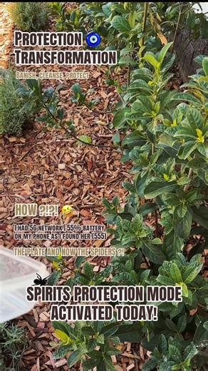 Understanding Spiders in Spirituality and Protection