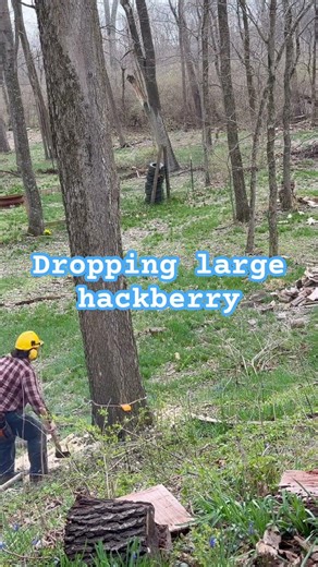 Dropping large hackberry #chainsaw #tree #lumberjack #firewood #husqvarnachainsaws #powersaw #372xp