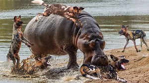 752K views · 4.4K reactions | Hippos Alone Attack 50 Wild Dogs _ Wild Dog Fight vs Hippo And Hyena _ Big Battle Of Wild Dogs | Nature Wild Animals | Facebook