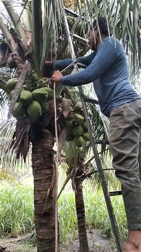 coconut farming | coconut tree | fantastic coconut peeling | hybrid coconut tree | Vietnam coconut #