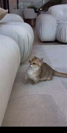 La gatita de Sondra califica a JC MUJER DE BUENA PASTA Y A MAMÁ SONDRA ❤️