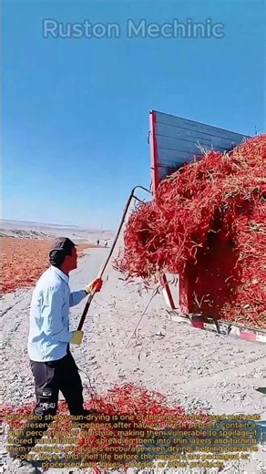 Workers Flipping Tons of Red Hot Peppers Look Incredible: Watching This Sea of Red Chili Peppers
