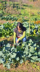 U sistemu perma modela baštinimo život!🥰 Kada biljka završi svoju vegetaciju, položite je na perma model i ona se razgrađuje i ugrađuje u perma model i svojim tkivom postaje hrana biljkama u narednoj sezoni. Na taj način svaka biljka živi kroz naredne generacije🍀❤️ . . . . . #tragbiljke #biljke #bašta | Trag Biljke