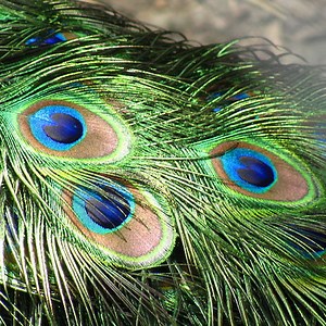 Using Bacteria to 'Grow' Vibrantly Colored Paints | Microbiology