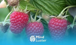 Mind Luster - Learn How to Grow Raspberries Complete Growing Guide