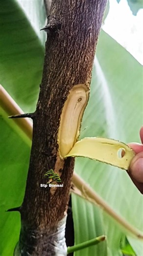 very beautiful simple grafting 🌱🌳 #plants #garden #gardening #nature #craft #diy #grafting