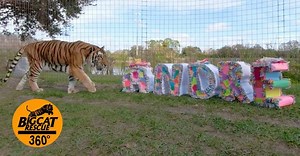 Andre tiger is 23 years old and LOVES Enrichment!! Luckily, here at Big Cat Rescue, we have a whole team dedicated to building new and exciting toys for the cats to play with and destroy. Enrichment is an important part of life for animals in captivity, as it helps eleviate stress and stimulate them both mentally and physically. Watch this 360 VR video as Andre demolishes his enrichment right before your eyes! This looks AMAZING if you wear Oculus Go, HTC Vive, Rift, Cardboard or any other sort 