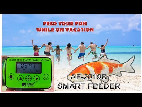 SETTING AF-2019B SMART FEEDER EXPLAINED IN DETAIL