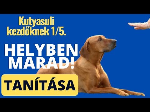 Kutyasuli kezdőknek 1/5. - HELYBEN MARAD tanítása!