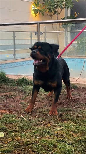 ‏#pure_dogs_ksa🇸🇦 #saudiarabia #riyadh #rottweiler