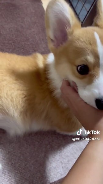 #こむぎちゃん#コーギーのいる暮らし #食パン一斤 #甘えん坊 #女の子ベビー #きゅん #癒し