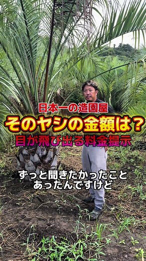 ヤシの木の魅力と価格帯について