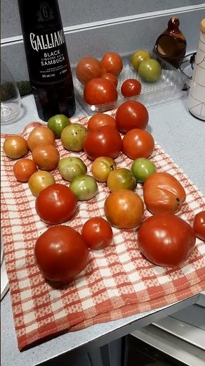 My Last Tomatoes of the Season Revealed!