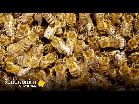 Being Queen Bee Doesn’t Mean a Life of Luxury in the Hive 🐝 Smithsonian Channel