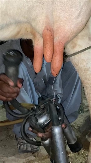 #dairyfarm #cow #calf #milk #animals | DairyAussie