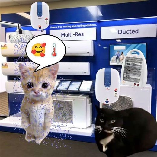 Baby Banana Cat & Geyser 😺❤️ #catmemes #cat #shorts #fyp #bananacat