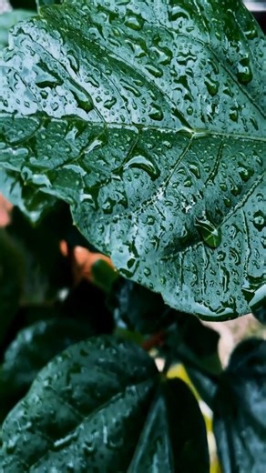 The Secret Kitchen Inside Green Plants