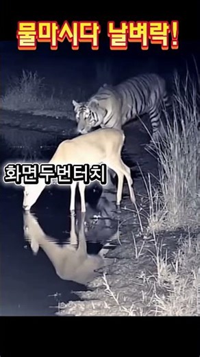 물 마시던 사슴에게 일어난 비극 Tragedy for a Drinking Deer