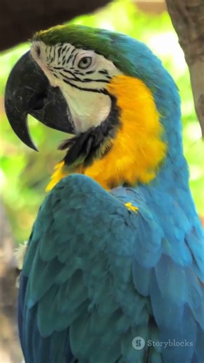 Macaw Fact: Cute but Built Like a Nutcracker