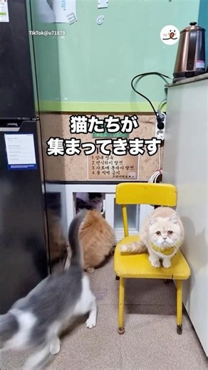 Cats filing in for their shift through a small window｜PECO