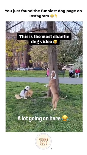 Pups | Dogs | Funny on Instagram: "Just another day at the park 😂🐾 Follow @funnydogsonly for daily funny dog videos 😂❤️ . . Follow @funnydogsonly Follow @funnydogsonly . . . DM for credit/removal- No copyright intended! . . . #PuppyLove #DogsOfIG #InstaPuppy #DogMomLife #DogLoversClub"