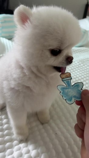 입양하세요! 믈약을 먹이면 날수 있어요!!