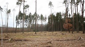 Spruce forests infested and attacked by the European spruce bark beetle pest Ips typographus, clear cut calamity caused by bark beetle due to global warming and human civilization, Europe Stock Video