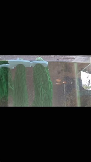 Pseudomugil Luminatus (Red Neon Blue-eye) #fishkeeping #fyp #fypシ゚viral #pseudomugil