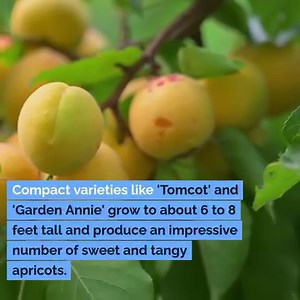 2.3K views · 12 reactions | In this video, we will explore nine dwarf tree varieties known for their high yield and suitability for small spaces. | Mental Scoop | Facebook