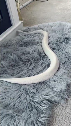 Leucistic Ball Python Exploring
