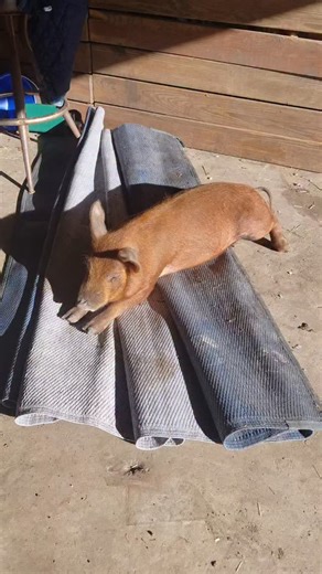 2.4K views · 564 reactions | another introduction: I figured i do some individually so you can learn more about each. here's Eugene!! he is a 3 month old duroc/berk mix, and will be my new boar! I will breed him with Laverne, Shirley, Thelma and Louise. I make my boars "nice" (as can be) by letting them free range awhile before they're locked up. Lucky little piggy  #pigs #fyp | Dakotafunnyfarm | Facebook