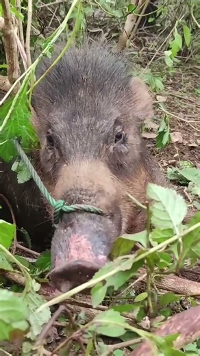 bắt hay thả moi người (heo rừng 100%) #shorts