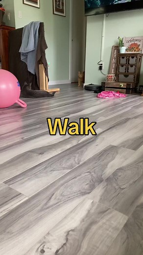 Exploring the Chonk Trend with Funny Cat Walks