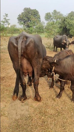 Two Baby Buffaloes Drinking Milk from Their Mother 🐃❤️ | Pure Nature Moment