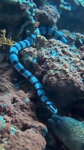 Moray eel vs sea snake 🐍 #fbpost2024 #fbreelsvideo #trendingreels #viralvideochallenge #underwaterphotography #Fishing #spearfishing #trend #fishingislife | Fish Hunter Vlog
