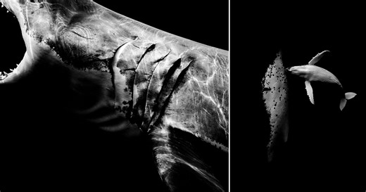 Matt Draper Held His Breath to Capture These Exceptional Underwater Photos