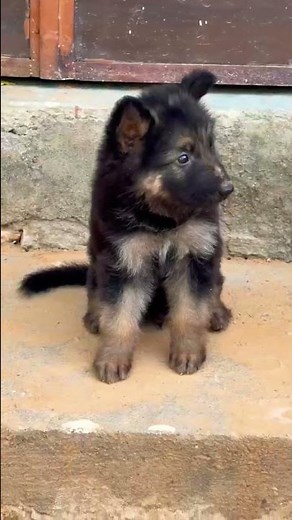 German Shepherd GSD 🐕 Powerful & Intelligent Dog | Puppy Care, Training, Growth & Facts #GermanShe