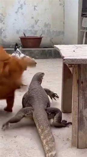 A domestic cat saved a chick from a monitor lizard