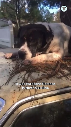 193K views · 15K reactions | Scared dog was stranded on top of car during hurricane!梁 | The Koala | Facebook