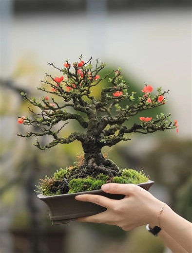 Four Seasons Flowering Japanese Quince Bonsai (chojubai) 长寿梅– Mini Desktop Bonsai | Easy Care | Ships With Pot - Etsy