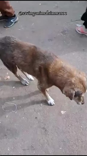Papi's Final Solo Walk: Help Build His Dream Sanctuary