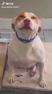 Koleksi Video Anjing Tertawa Lucu dan Gembira