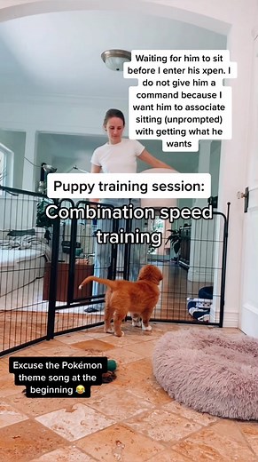 Effective Puppy Training Tips Using Games
