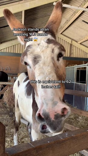 Comparing Heights: Mammoth Donkeys vs Mini Donkeys