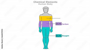 Chemical elements in human body. Elemental composition. Percent ratios of oxygen, carbon, hydrogen, nitrogen, calcium, phosphorus, potassium, sulfur, sodium, Cl magnesium. Man, male silhouette. Vector