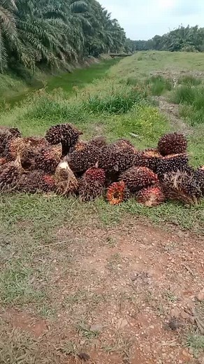 Exploring Tropical Palm Tree Trunks in Rural Landscapes